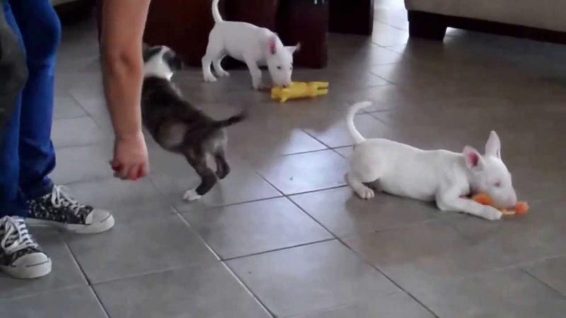 Gorgeous Bull Terrier puppies Available Image eClassifieds4u