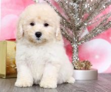 C.K.C MALE AND FEMALE POODLE PUPPIES AVAILABLE Image eClassifieds4U