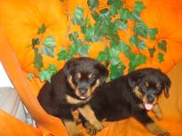 Loyal and Beautiful Rottweiler Puppy Image eClassifieds4u 1