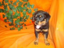 Loyal and Beautiful Rottweiler Puppy Image eClassifieds4u 2