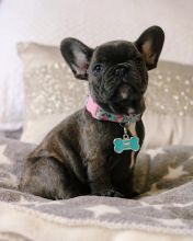 AKC quality French Bulldog Puppy for free adoption!!! Image eClassifieds4u 2