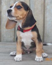 Cute and Charming Beagle Puppies Image eClassifieds4u 1