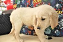 Golden Retriever Now Available Image eClassifieds4u 2