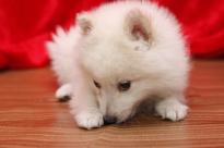 Pomeranian puppy for sale Image eClassifieds4U