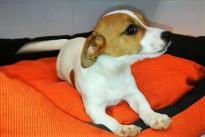 Pure jack Russel Ready for New Home Image eClassifieds4u 3