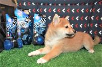 Shiba Inu Puppies Available for Free Adoption Image eClassifieds4u 2