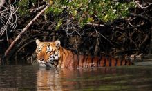 SUNDARBAN Tour Planner in Kolkata Image eClassifieds4u 1