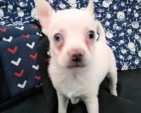 Two chihuahua puppies for free Image eClassifieds4u 2