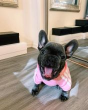 Well Trained French Bulldog Puppies Image eClassifieds4u 2