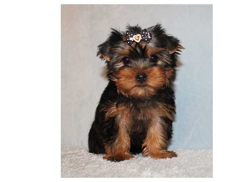 Quality Yorkshire Terrier puppies available Image eClassifieds4u