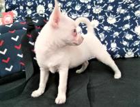 Small Chihuahua Image eClassifieds4u