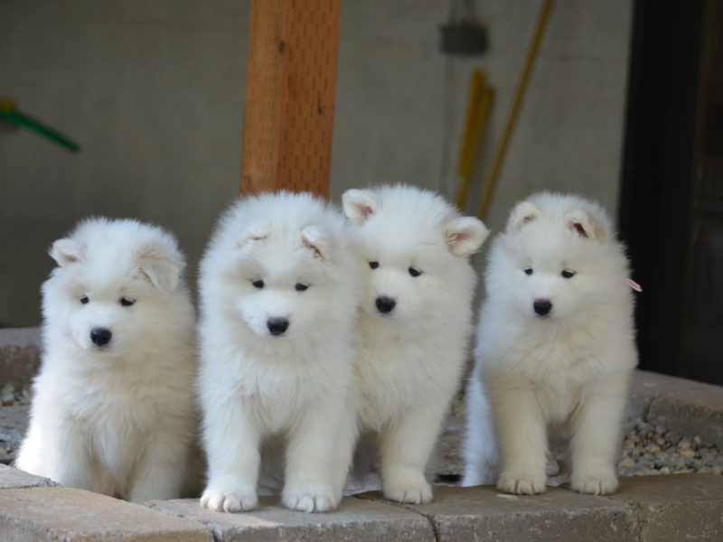 Snow white Samoyed Puppies male and female Image eClassifieds4u