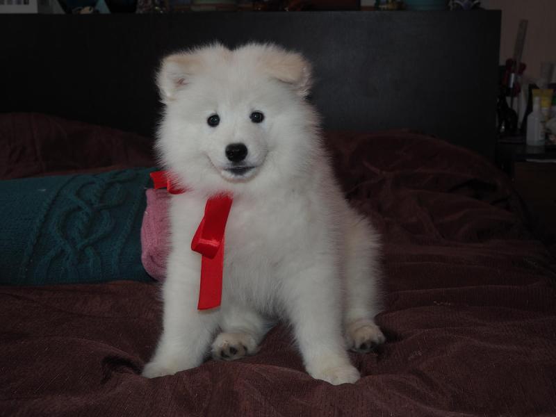 Sweet and adorable Samoyed puppies ready for a loving home Image eClassifieds4u