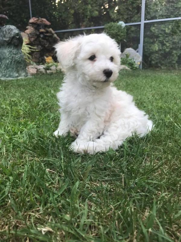 Top Quality Teacup Maltese Puppies Image eClassifieds4u