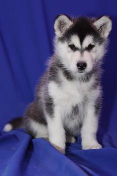 White Purebred Alaskan malamute for sale Image eClassifieds4u