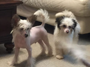 Wonderful Chinese crested pups Available Image eClassifieds4u