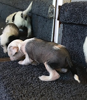 Wonderful Chinese crested pups Available Image eClassifieds4u