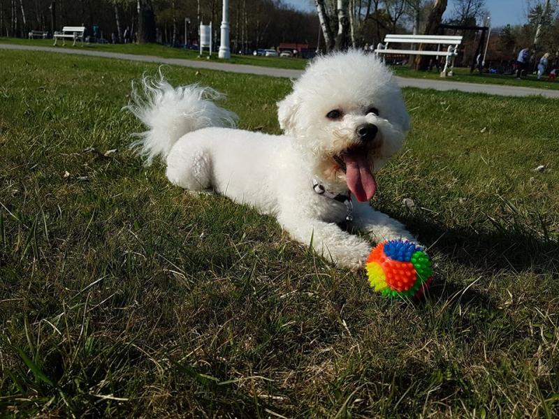 Wonderful Precious Maltese Puppies Image eClassifieds4u