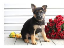 Adorable German Shepherd puppies.