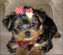 T-Cup Yorkshire Terrier Puppies For Adoption