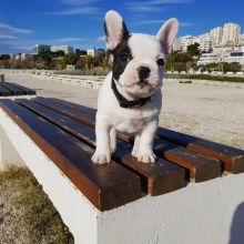 Well Trained French Bulldog Puppies