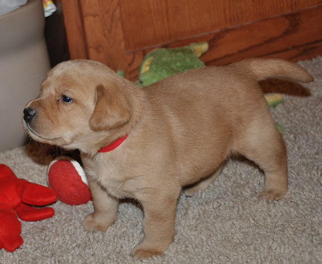 Home Trained Labrador Retriever Puppies Image eClassifieds4u