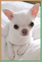 Gorgeous Chihuahua puppies, Image eClassifieds4U