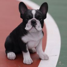 Male and female French bulldog puppies. Image eClassifieds4U