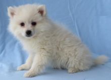 American Eskimo Puppies Looking For New Homes