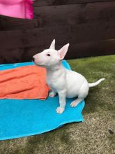Bull Terrier Puppies Looking For New Homes