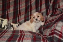 Cavachon Puppies Looking For New Homes