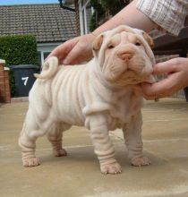 Toronto Gta Shar Pei Dogs Puppies For Sale Classifieds At