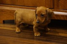 Dachshund Puppies Looking For New Homes