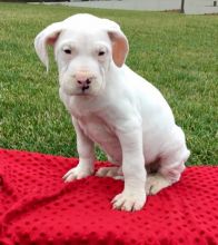 Dogo Argentino Puppies Looking For New Homes