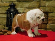 English Bulldog Puppies Looking For New Homes