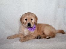 Golden Retriever Puppies Looking For New Homes
