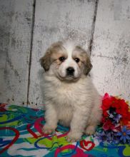 Great Pyrenees Puppies Looking For New Homes