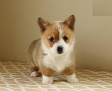 Pembroke Welsh Corgi Puppies Looking For New Homes