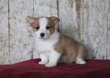 Pembroke Welsh Corgi Puppies Looking For New Homes