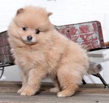 Pomeranian Puppies Looking For New Homes