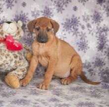 Rhodesian Ridgeback Puppies Looking For New Homes