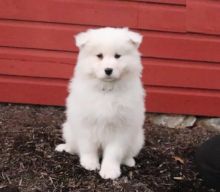 Samoyed Puppies Looking For New Homes