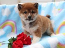 Shiba Inu Puppies Looking For New Homes