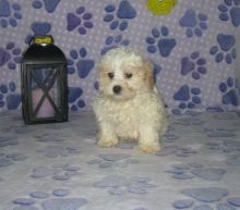 Shih-Poo Puppies Looking For New Homes