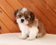 Shih Tzu Puppies Looking For New Homes