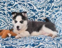 Siberian Husky Puppies Looking For New Homes