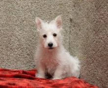 Westie Puppies Looking For New Homes
