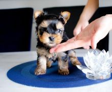 Yorkshire Terrier Puppies Looking For New Homes