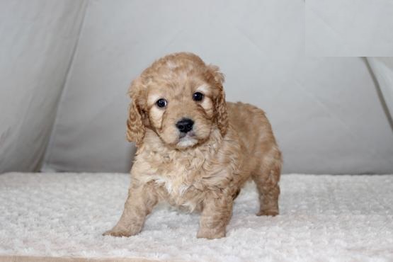 Cavapoo Puppies Looking For New Homes Image eClassifieds4u