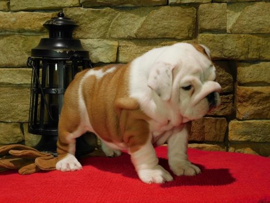 English Bulldog Puppies Looking For New Homes Image eClassifieds4u